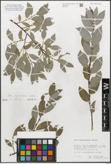 Foto von Salix myrsinifolia Salisb.